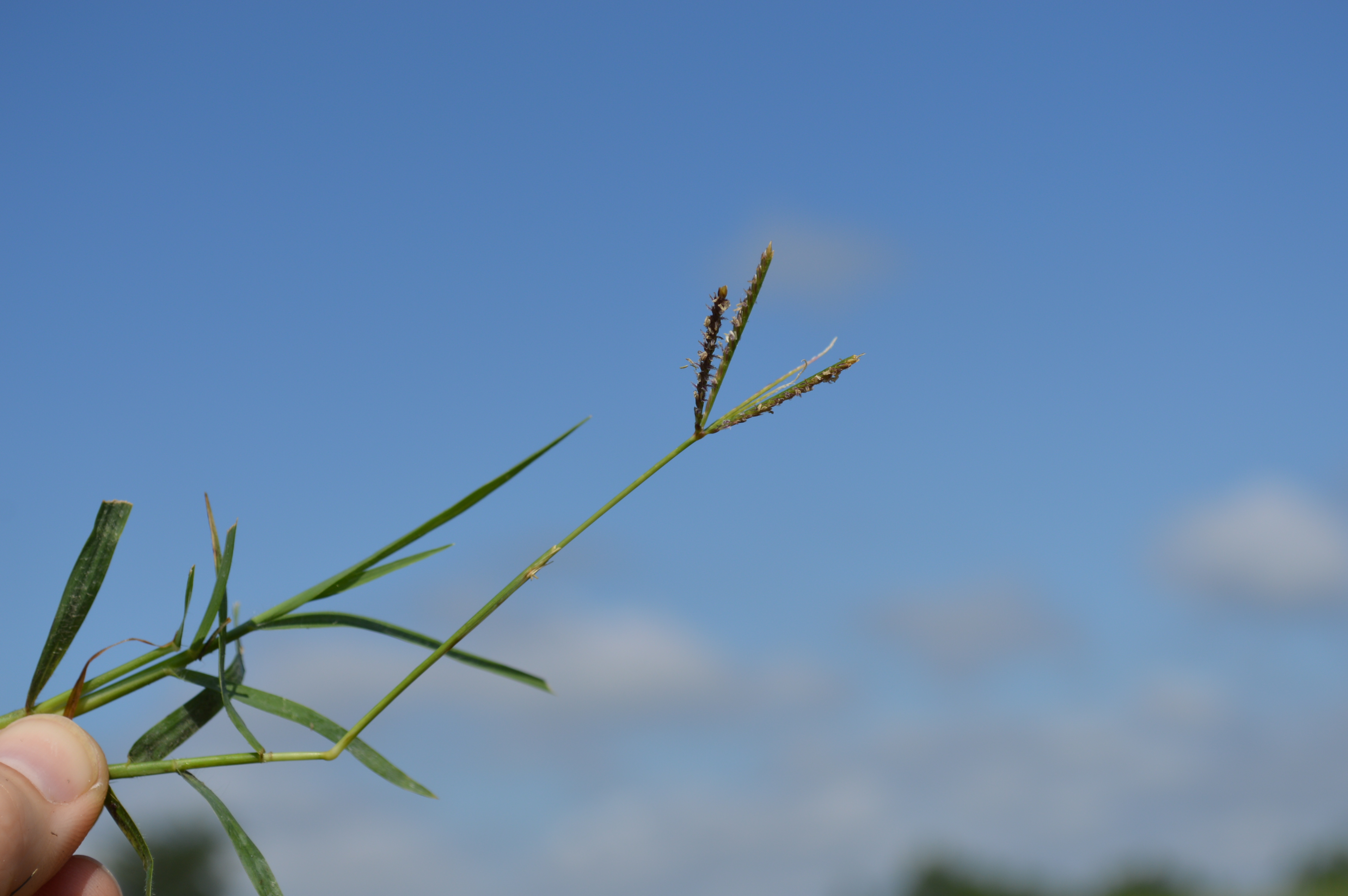 Bermudagrass flower are small, purple to pink with 3 to 7 spiked clusters on thin stalks.  